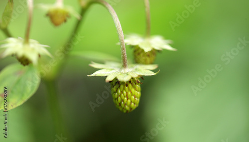 młoda zielona poziomka