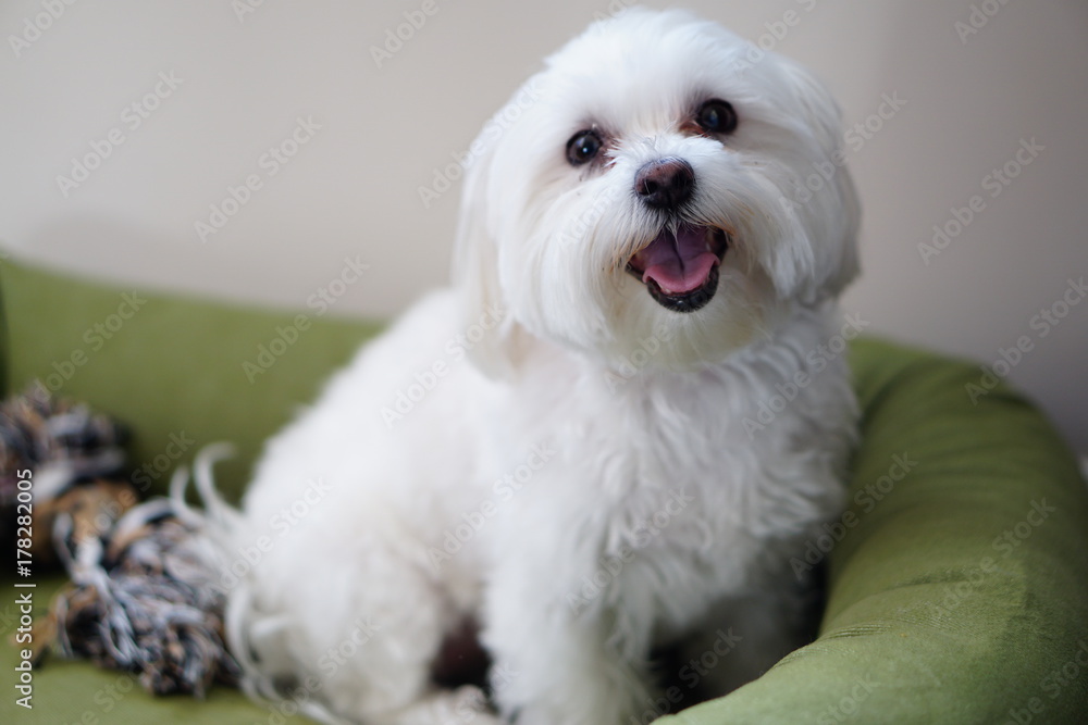 Maltese Maltese