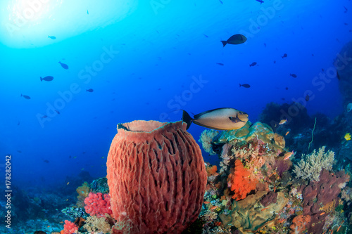 Sponges and tropical fish on a coral reef