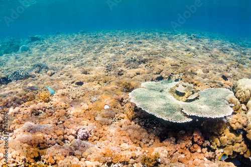 A healthy tropical coral reef in shallow water