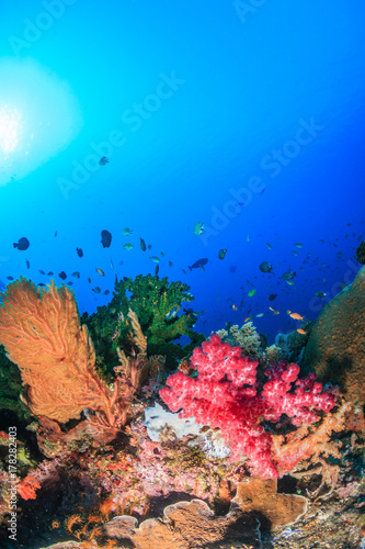 Fototapeta Naklejka Na Ścianę i Meble -  Healthy, coral hard and soft corals on a tropical reef