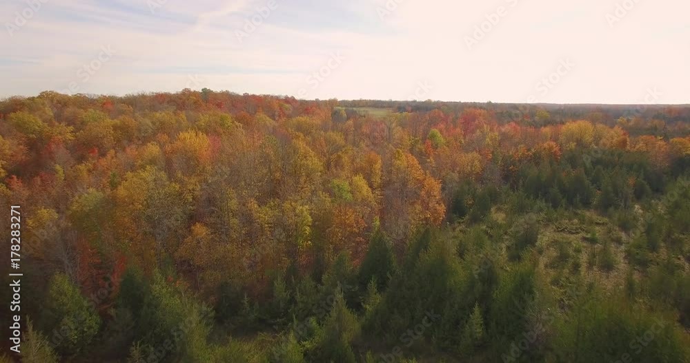 Aerial view of green pine forest and bright maple trees with fall colors.