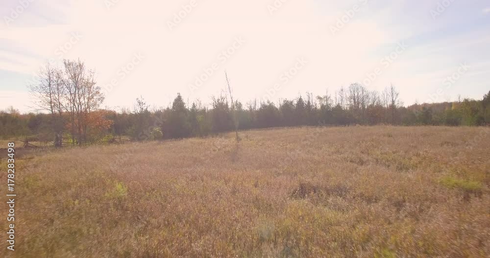 Sweeping aerial shot over field of long grasses. Sweeping aerial shot over field of long grasses.