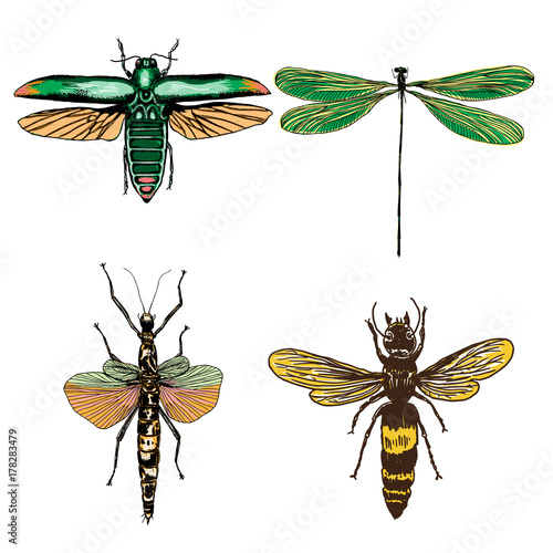 Big set of insects, bugs, flying beetles in color. Many species in colourful vintage old hand drawn stippling and hatching, shading style. Engraved stipple woodcut. Vector.