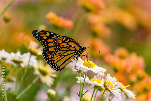 tortoiseshell butterfly 2 © anakin13