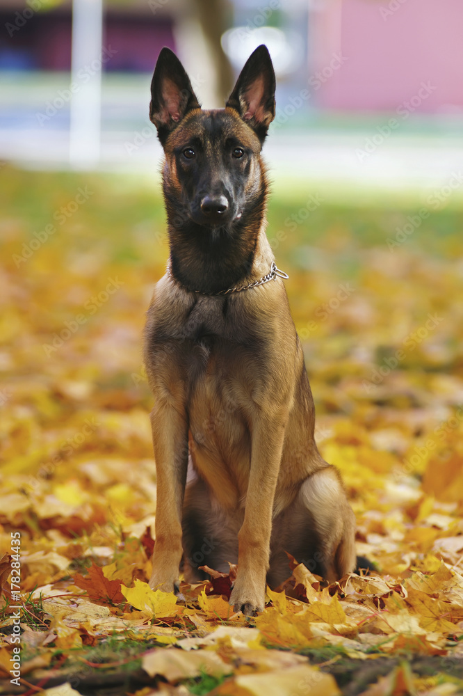 Young Belgian Shepherd dog Malinois sitting outdoors on fallen maple leaves in autumn Young Belgian Shepherd dog Malinois sitting outdoors on fallen maple leaves in autumn