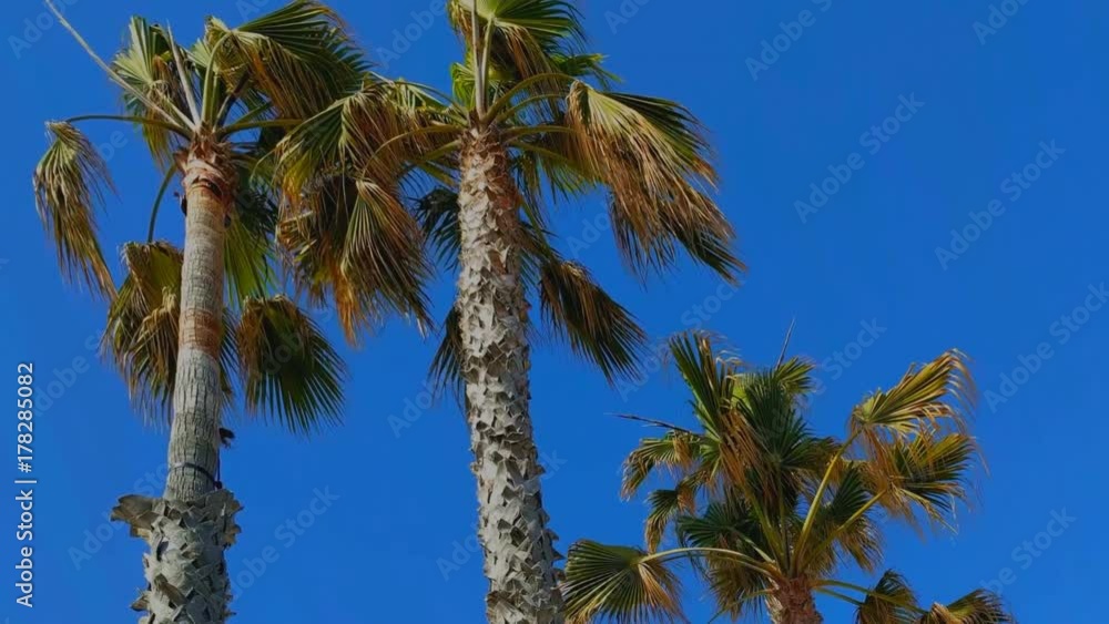 Three palm trees and blue sky in hot summer day Three palm trees and blue sky in hot summer day