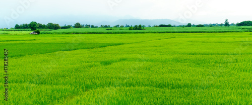 Rice field, wide green