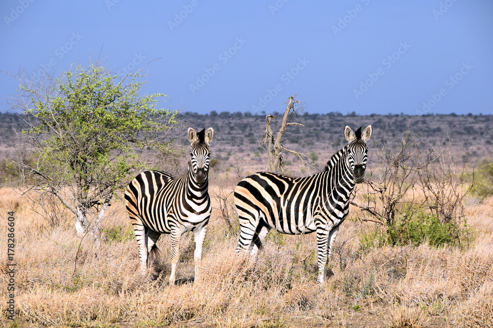 Obraz premium Zebras
