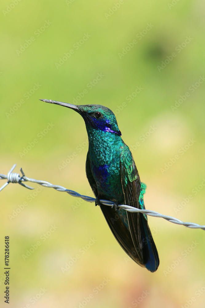 Sparkling Violetear Hummingbird on a Wire Sparkling Violetear Hummingbird on a Wire