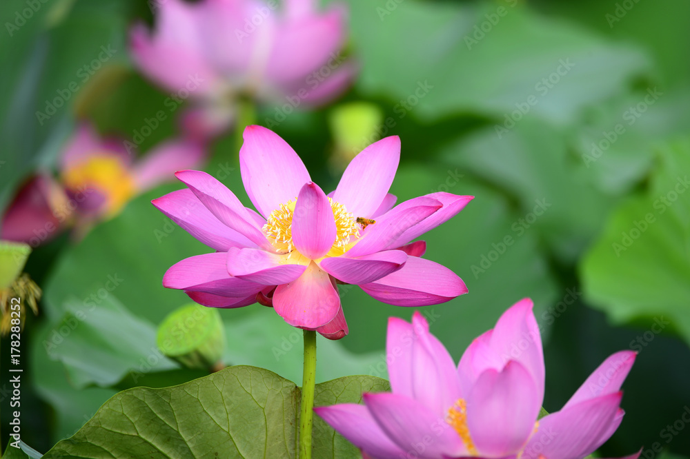 lotus lotus