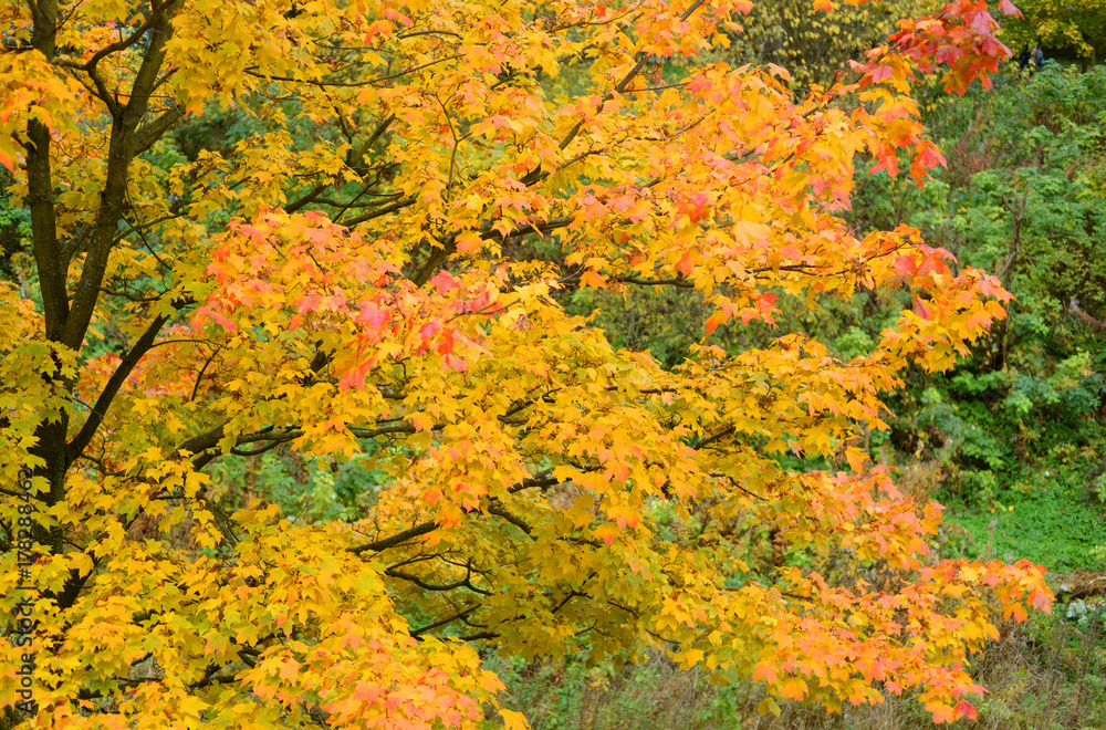 Maple tree at autumn.