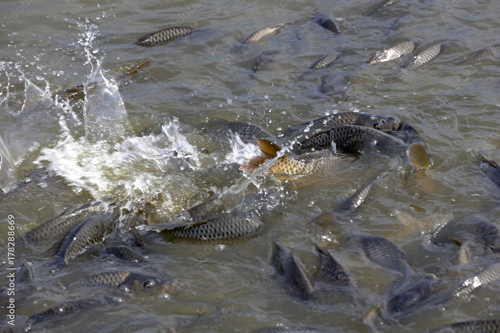 Fototapeta premium Many of the fish pond