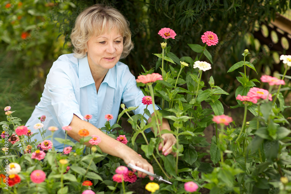 Mature woman gardening cutting flowers on flower bed Mature woman gardening cutting flowers on flower bed
