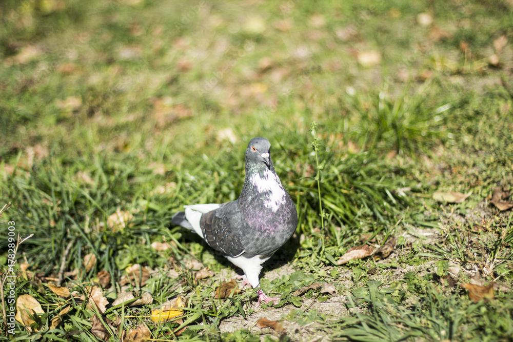 Fototapeta premium Pigeon in the city park
