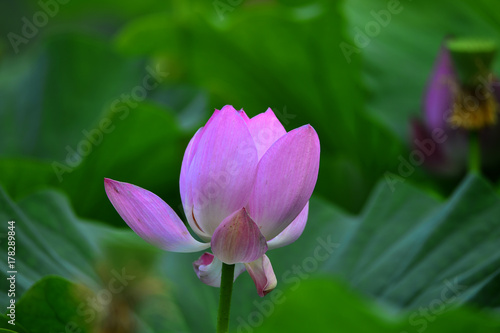 lotus