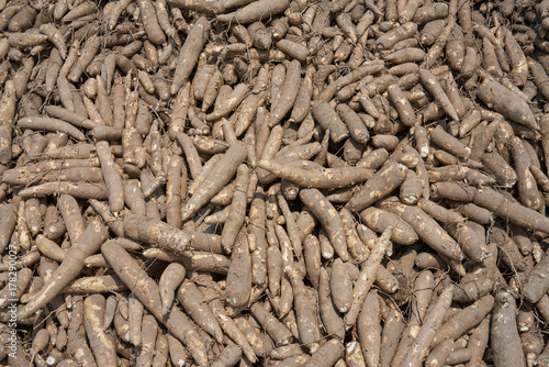A manioc tuber