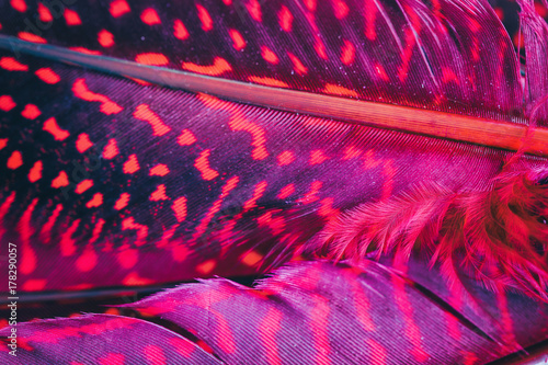 Red, magenta feather background, extreme close up