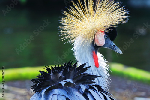 Grey Crowned Crane