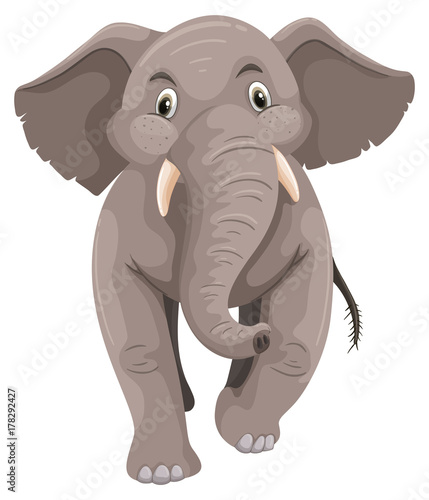 Baby elephant with gray skin