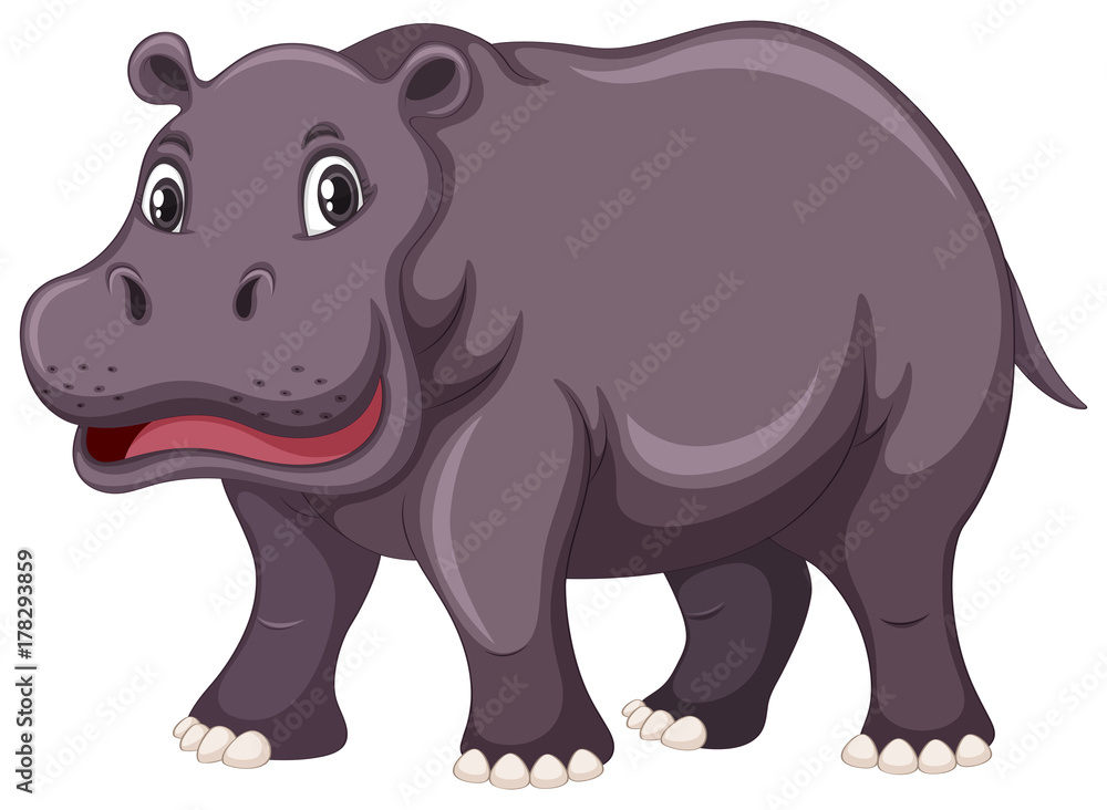 Cute hippo on white background