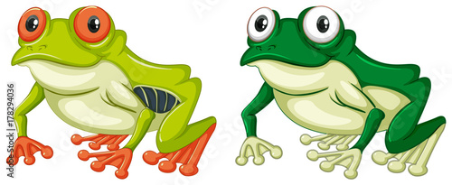 Two green frogs on white background
