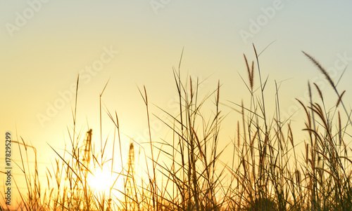 Close up flower grass and sunrise background in the construction site.