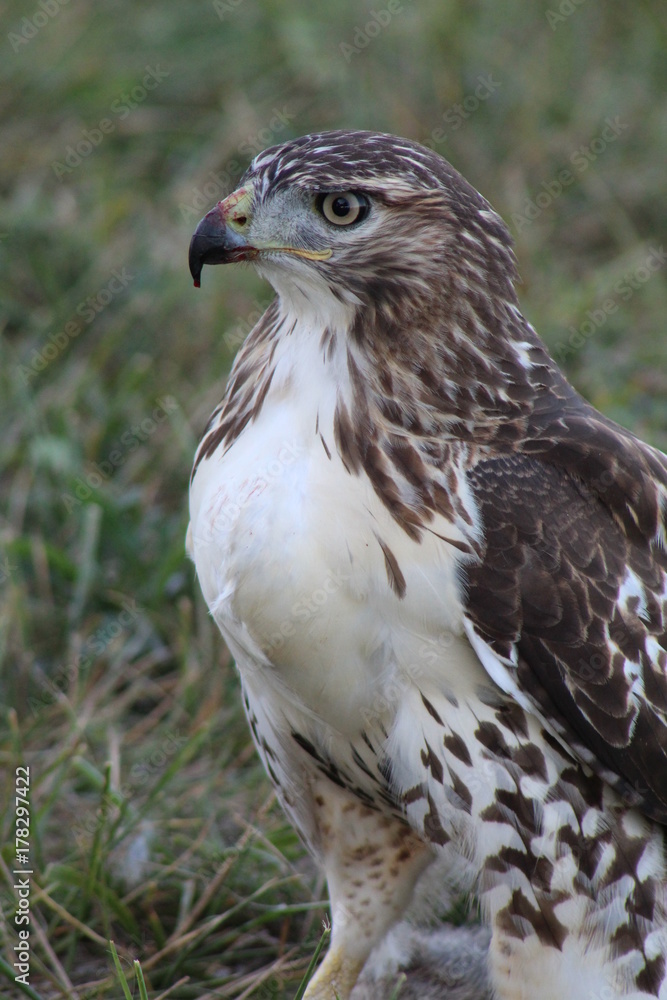 Red Tailed Hawk at Dinner Red Tailed Hawk at Dinner