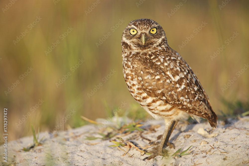 Burrowing Owl Burrowing Owl