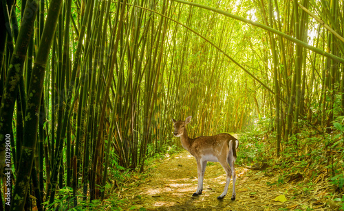 deer in bamboo forest photo