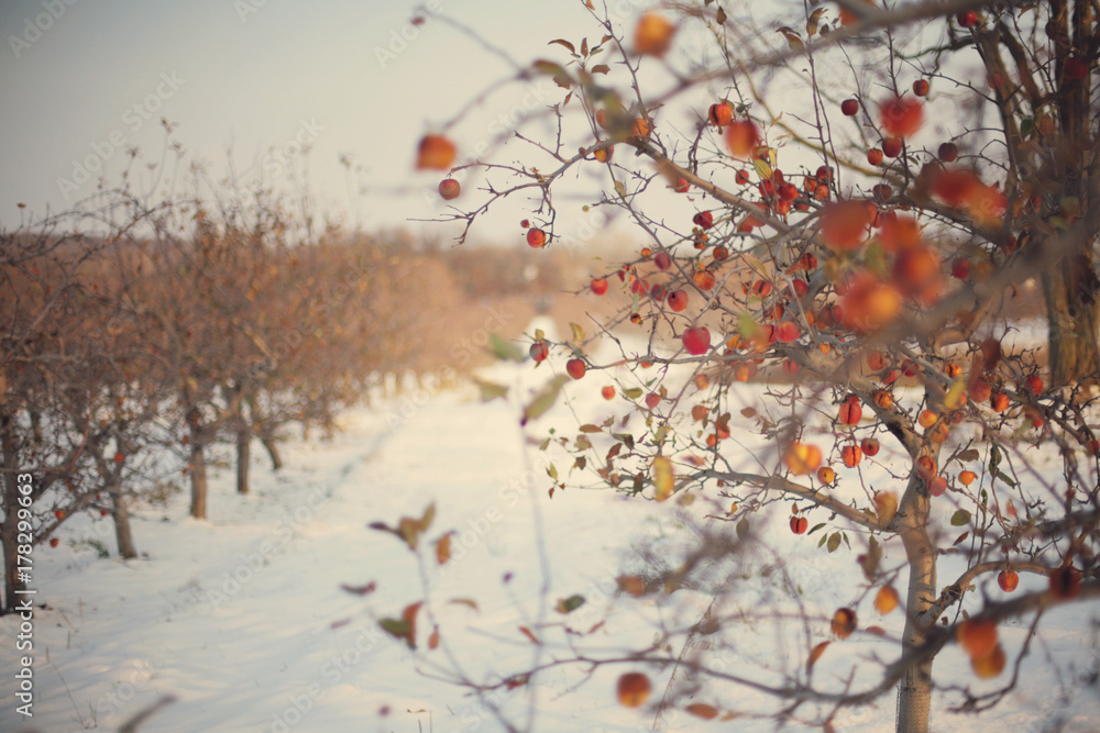 Apple Orchard in Winter