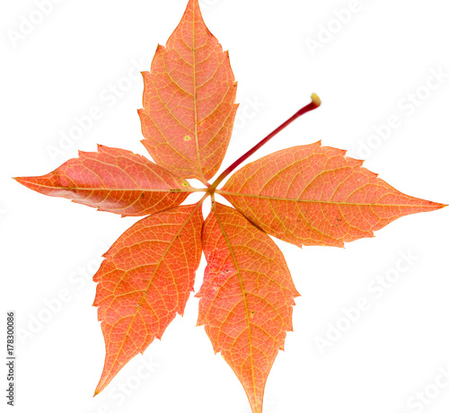 Autumn red leaf isolated on white background