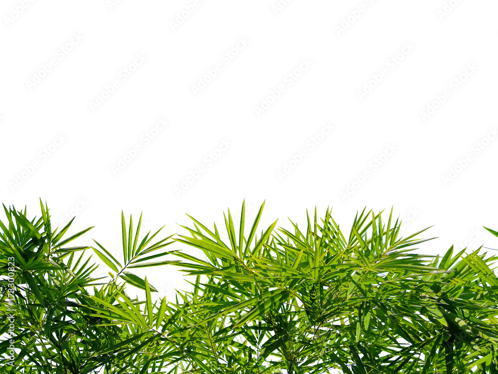 Bamboo leaves isolated on white background Bamboo leaves isolated on white background