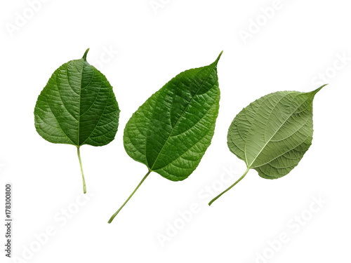 Fototapeta Fresh leaves sasha inchi isolated on white background