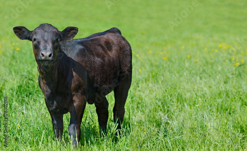 black calf at green meadow, copy space photo