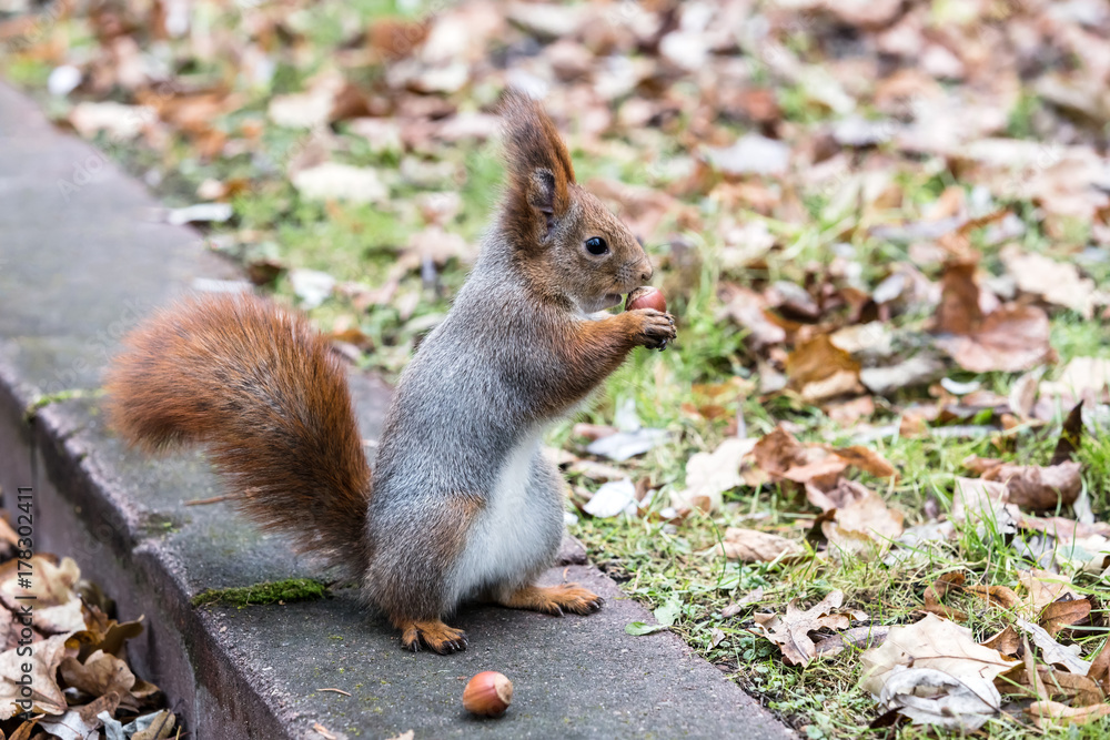 little gray squirrel sitting on concrete curb and eating nut on autumn leaves background
