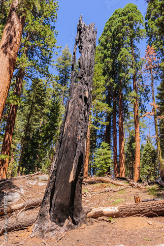 Giant Sequoia in the Sherman Grove