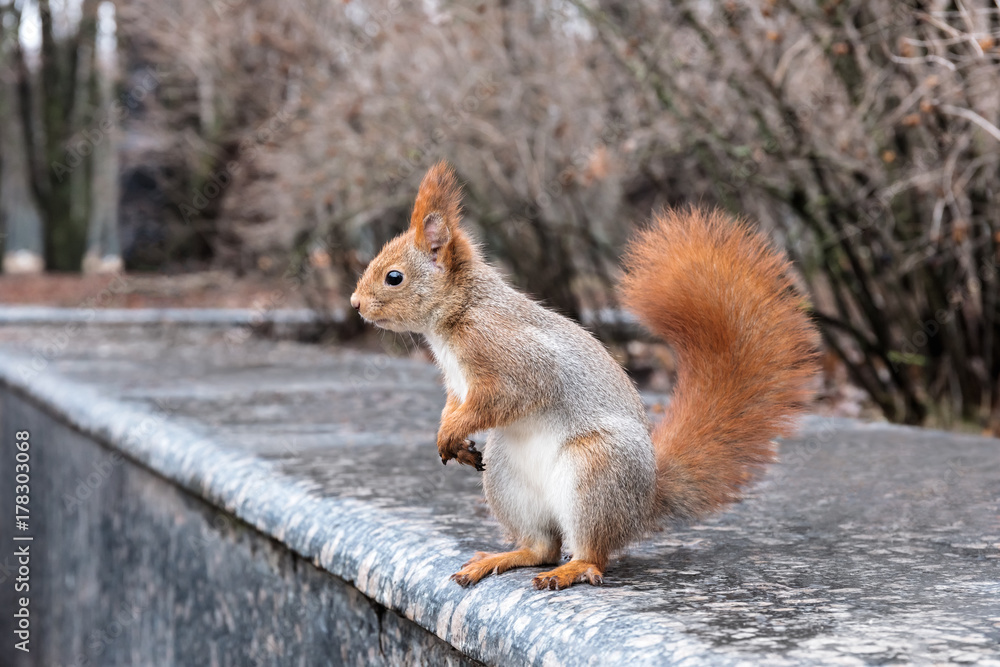 young red squirrel with fluffy tail standing on curb in autumn park