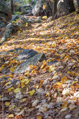 low angle view of autumn leaves on forest trail