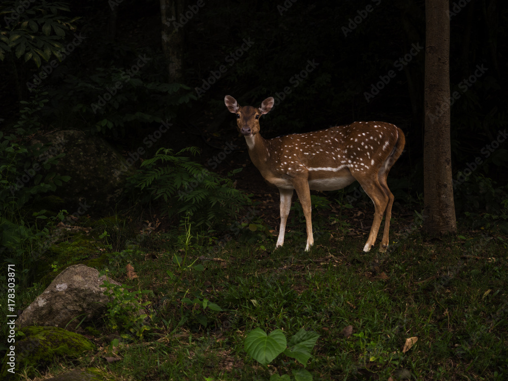 deer deer