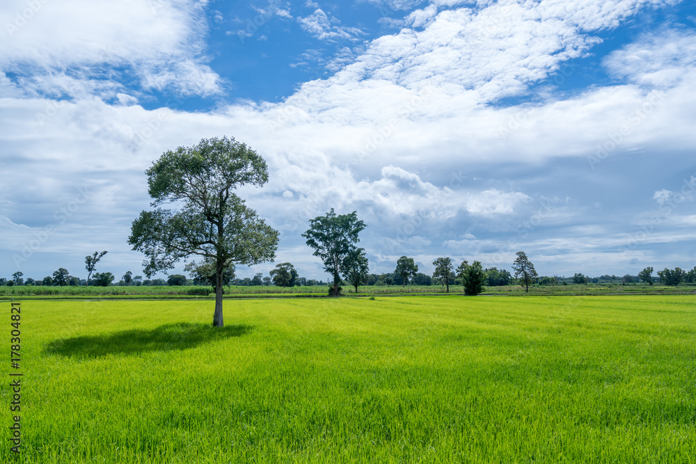 rice field green grass and blue sky with cloudy rice field green grass and blue sky with cloudy