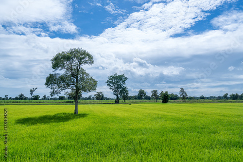 rice field green grass and blue sky with cloudy © antpkr