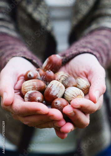 A woman holds handful of acorns fallen from a tree