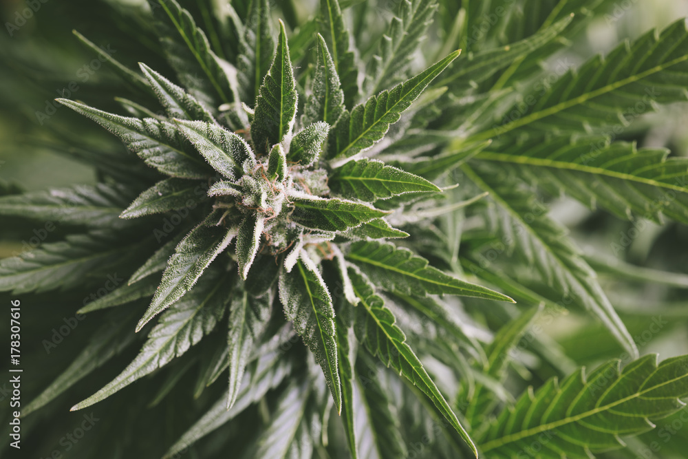 Marijuana THC - Alternative Medicine