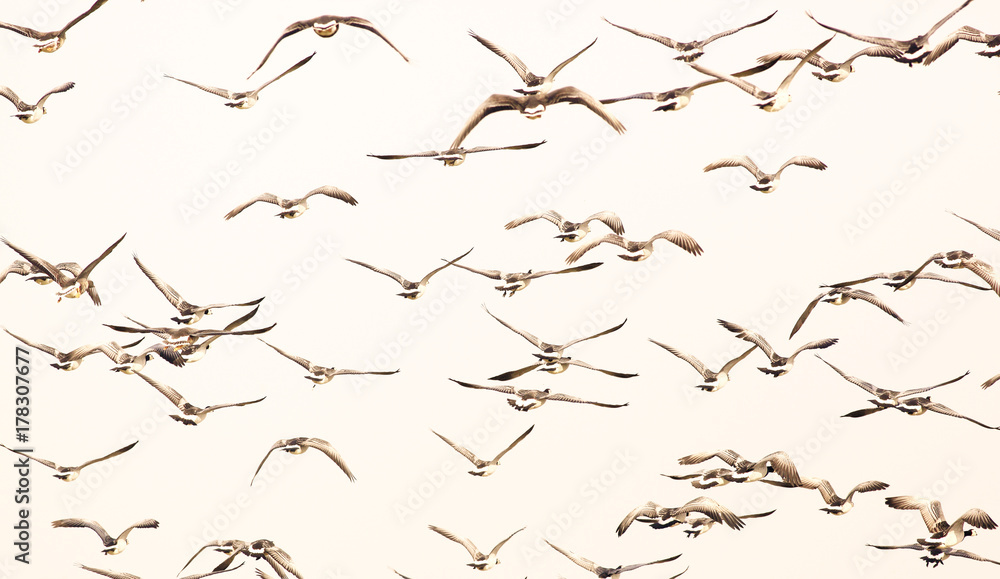 Geese in flight Geese in flight
