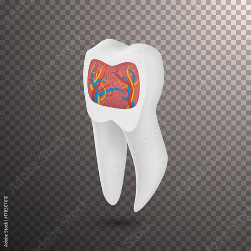 Illustration of Vector Realistic Tooth. 3D Teeth with Inner Part Veins Template Isolated on Transparent Overlay Background