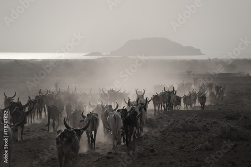 Cattle Drive in the Danakil photo