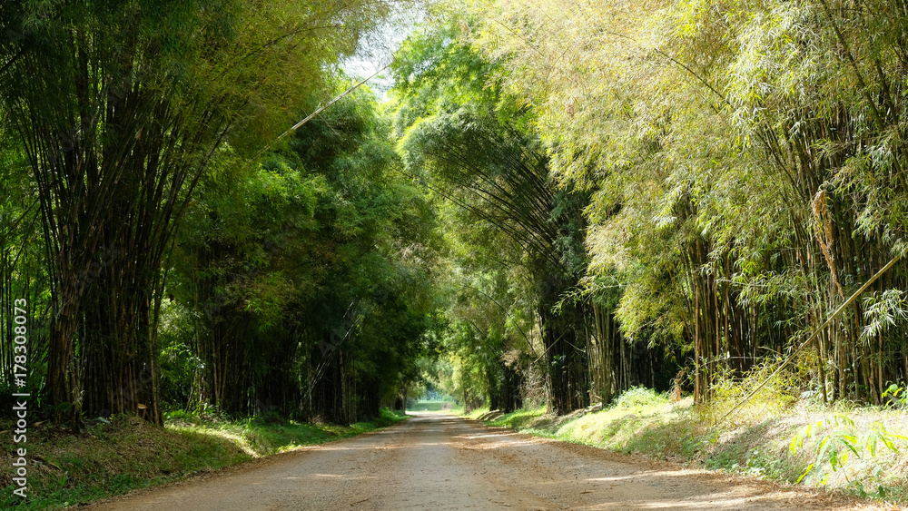 Fototapeta premium Dirt road with green bamboo cover along both side