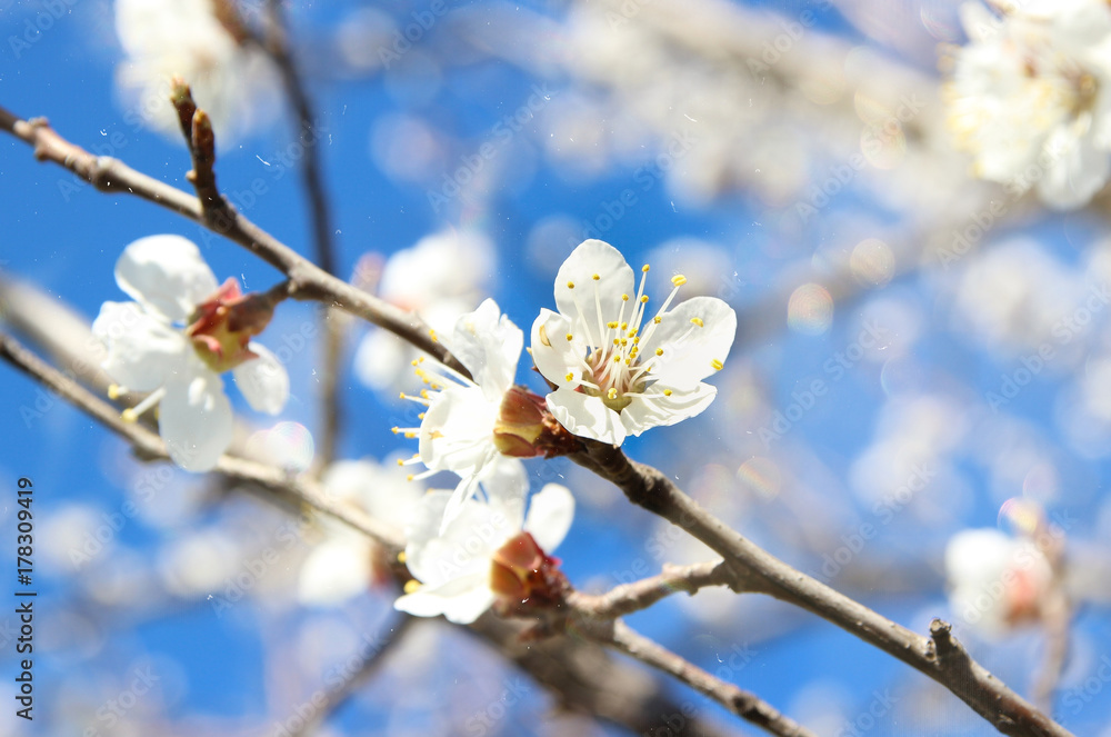 flowering trees and a spring garden. fruit blossoming trees. flowering trees and a spring garden. fruit blossoming trees.