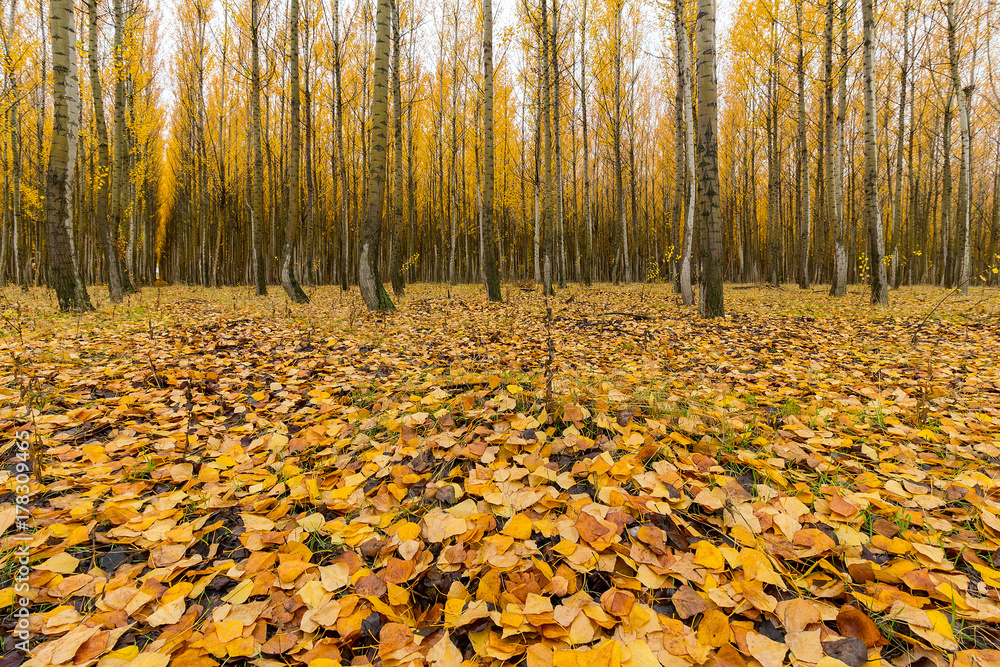 Obraz premium Poplar Tree Fall Leaves in Boardman Oregon USA America